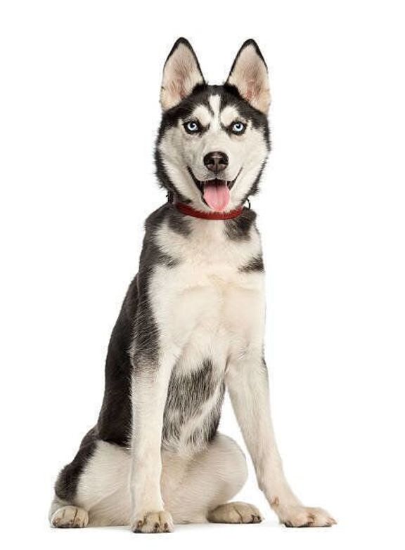 シベリアン・ハスキー