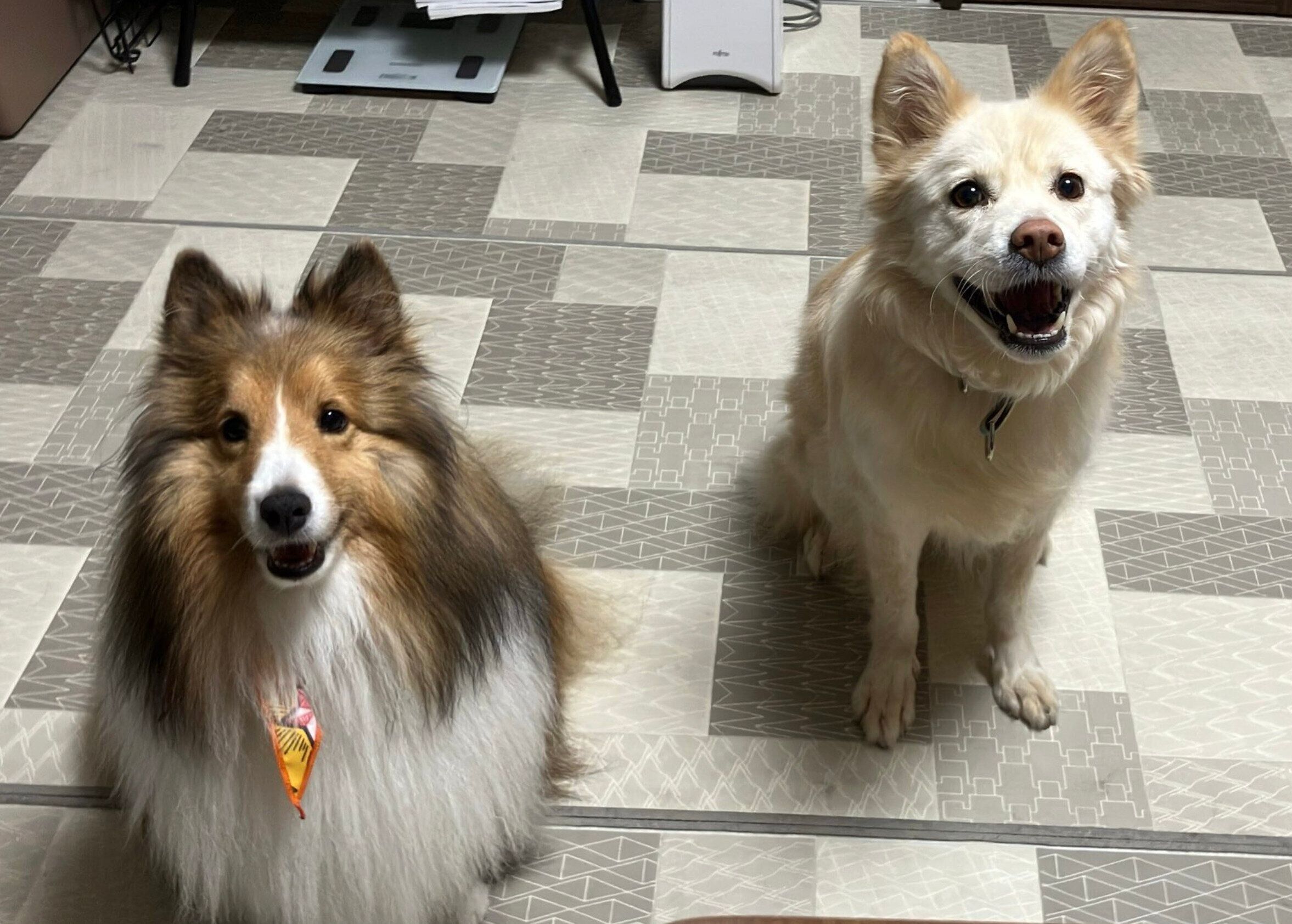 先住犬・スピカちゃん（取材時7才）との笑顔のツーショット。