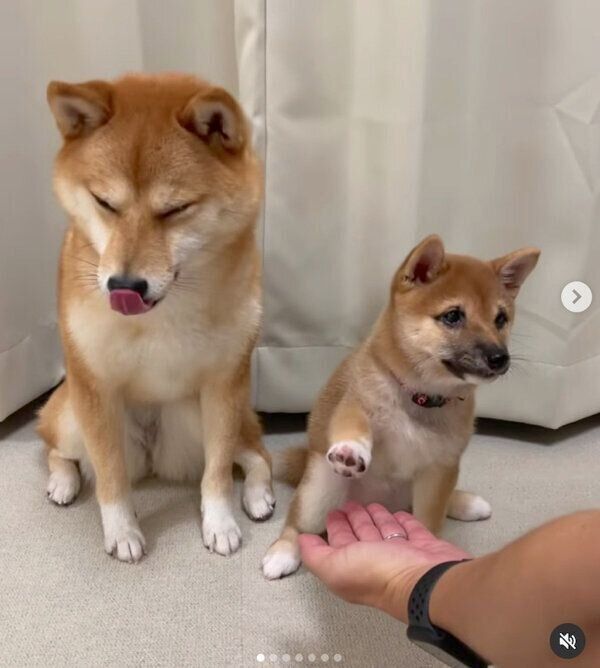 「オテ」の練習をするまるちゃんと、見守るはなちゃん