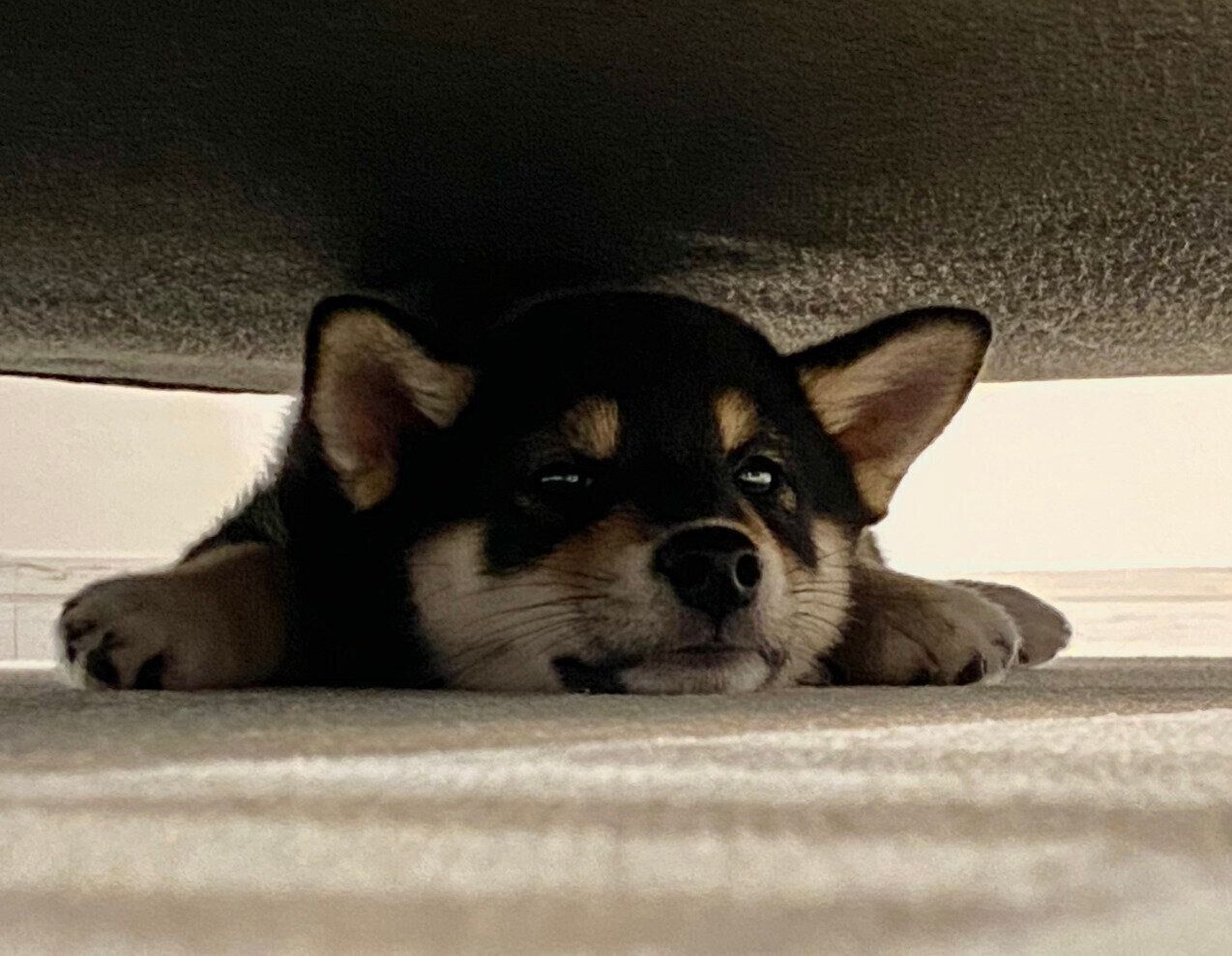 ソファの下に潜り込むもち吉くん