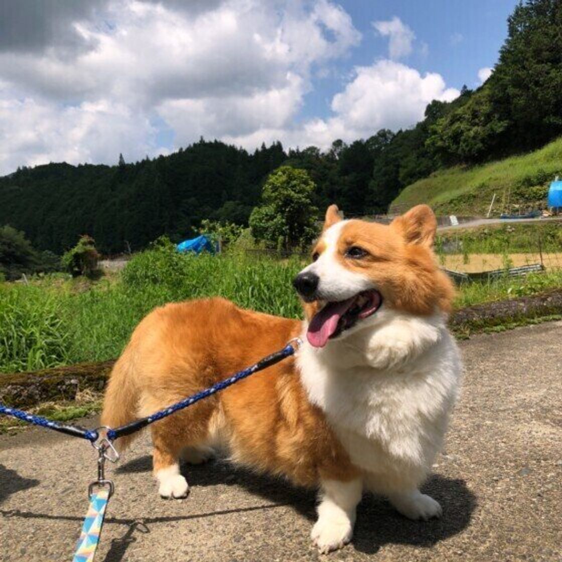 暑さがシニア犬に与える負担とは 愛犬が暑い季節を元気に乗り越えるためにできること いぬのきもちweb Magazine 暑さがシニア犬に与える負担とは 愛犬が暑い季節を元気に乗り越えるためにできること いぬのきもちweb Magazine