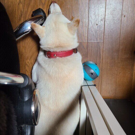 犬が 狭い場所 に入りたがる心理は 老犬や怯えた様子が見られる場合は注意も 獣医師解説 いぬのきもちweb Magazine