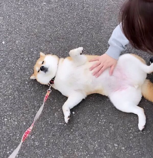 飼い主さんの友人に遭遇して喜ぶポポちゃん