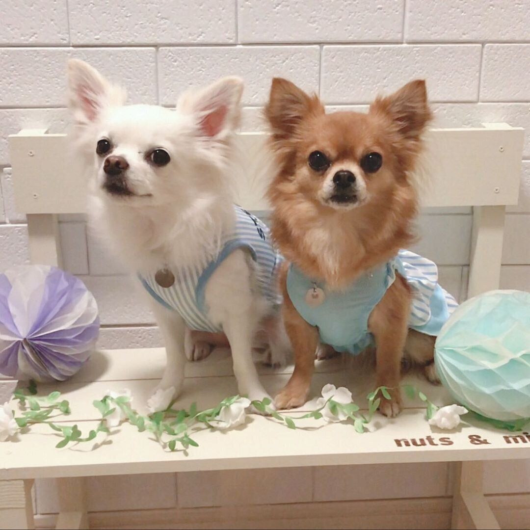 おしゃれをして撮影中