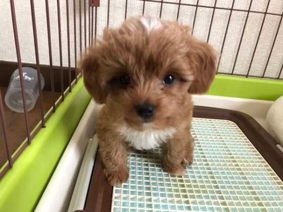 トイレをするトイ・プードル