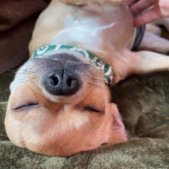 犬が甘えるしぐさとは？ 「甘えさせて♪ 」と催促する行動のヒミツ いぬのきもち