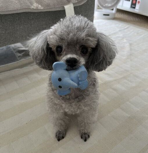 おもちゃを咥えるくぅちゃん