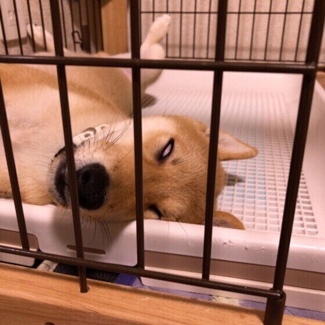 犬の寝相を解説 へそ天 丸くなる 腕枕 これって苦しくないの いぬのきもちweb Magazine 犬の寝相を解説 へそ天 丸くなる 腕枕 これって苦しくないの いぬのきもちweb Magazine