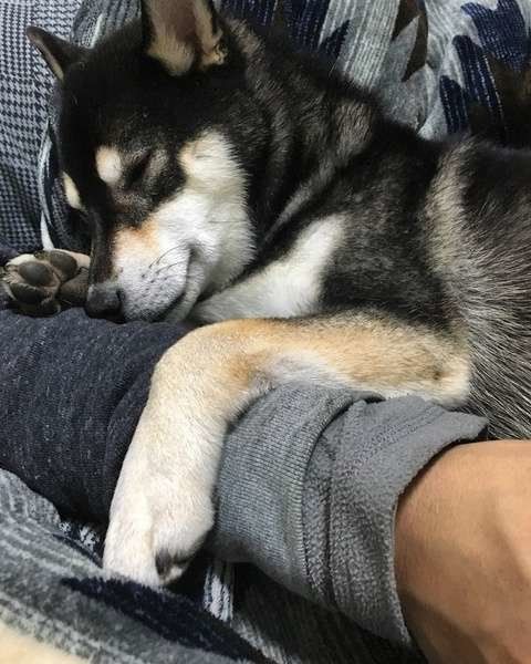 りんちゃん