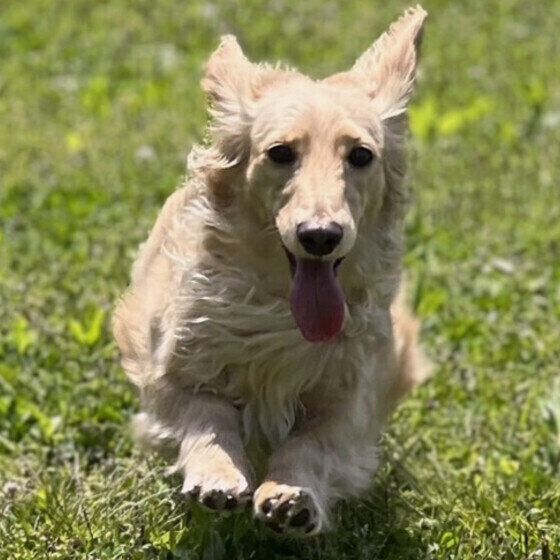 犬のレプトスピラ症とは？ 症状や原因、治療・予防法について獣医師に聞いた いぬのきもち