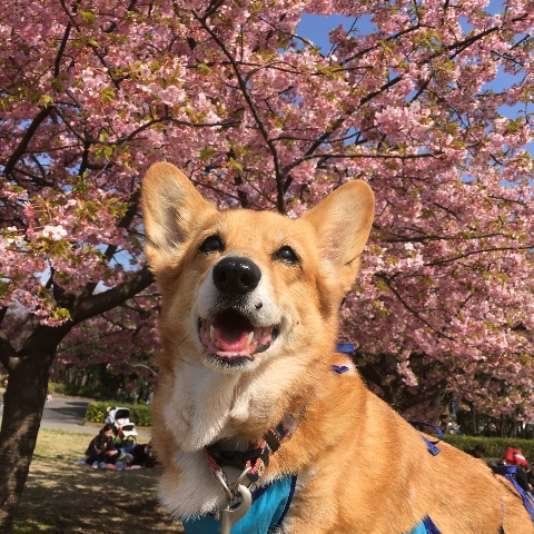 桜とコーギー