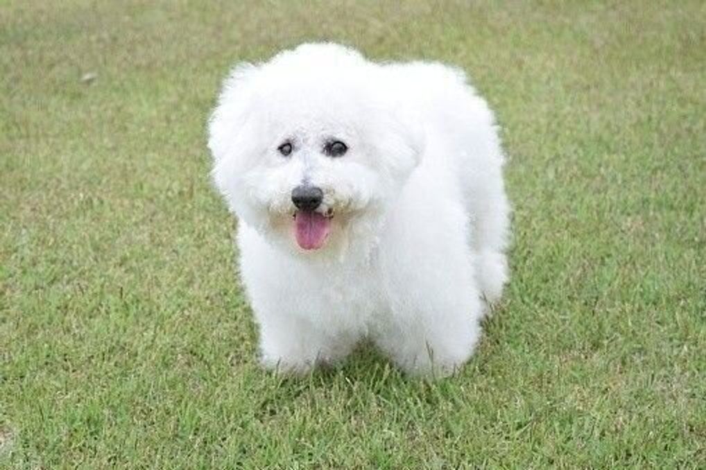 ビション フリーゼの特徴 性格 最新価格と飼い方 いぬのきもち 犬図鑑 いぬのきもちweb Magazine ビション フリーゼの特徴 性格 最新価格と飼い方 いぬのきもち 犬図鑑 いぬのきもちweb Magazine