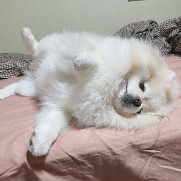 横になるちくわくん
