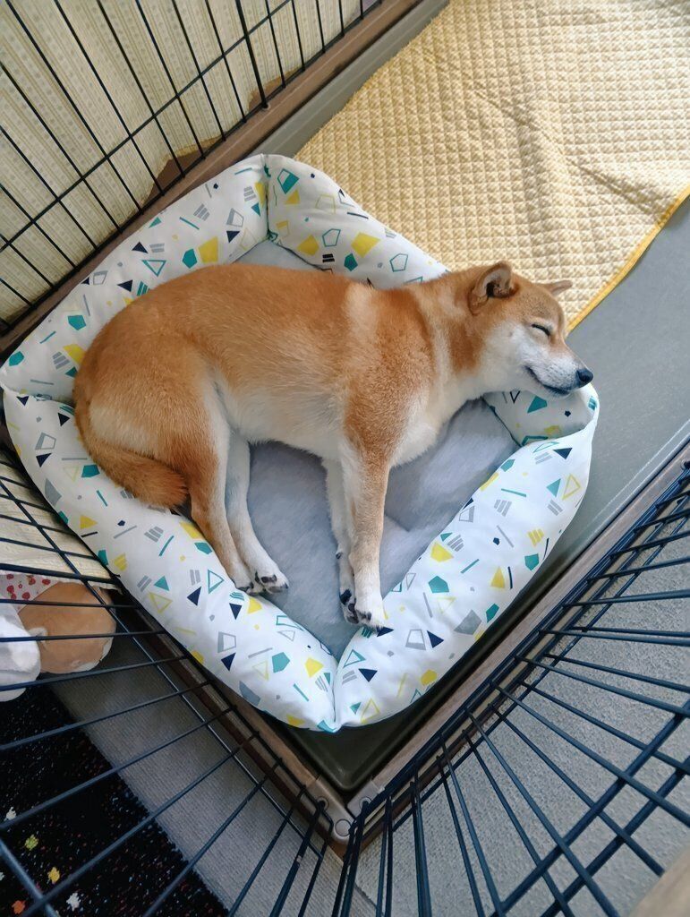 気持ちよさそうに眠る犬