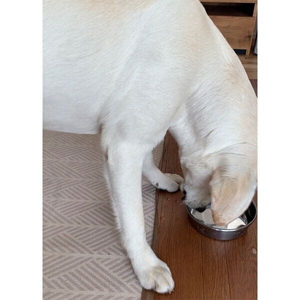 食器を見つめる、れもんちゃん