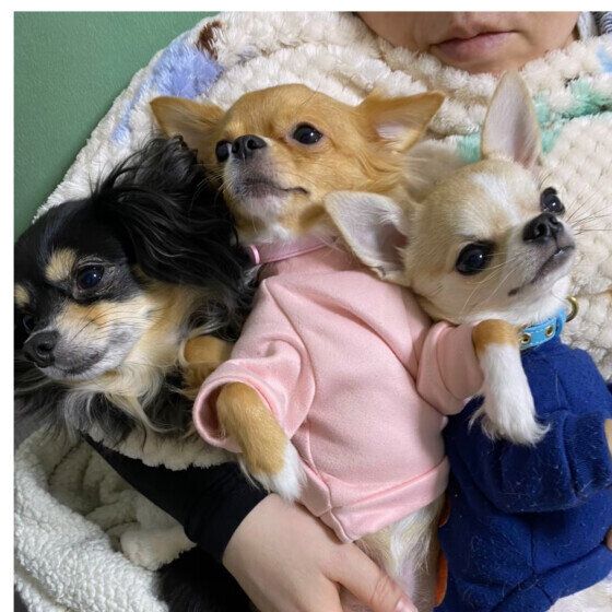 チワワ　チワワ