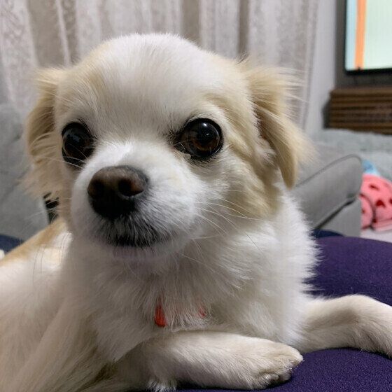 人の体によじ登る犬がいる？ 犬が飼い主の肩に乗ろうとする心理 いぬのきもち