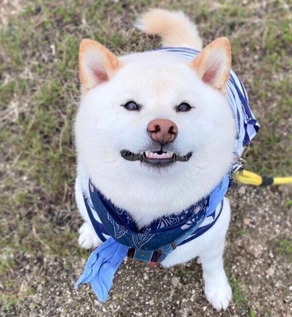 見つめるごん太くん