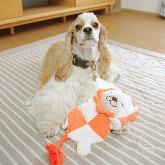 おもちゃを持つアメリカン・コッカー・スパニエル