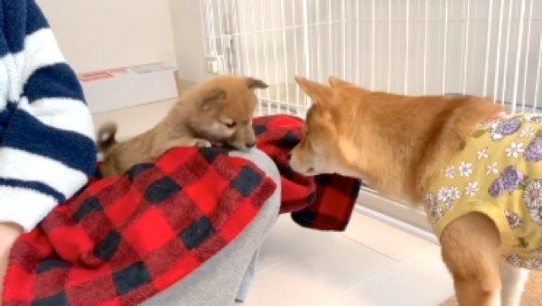 初対面する福ちゃんと富くん