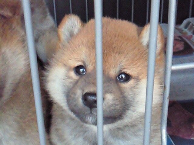 初音の小さい時