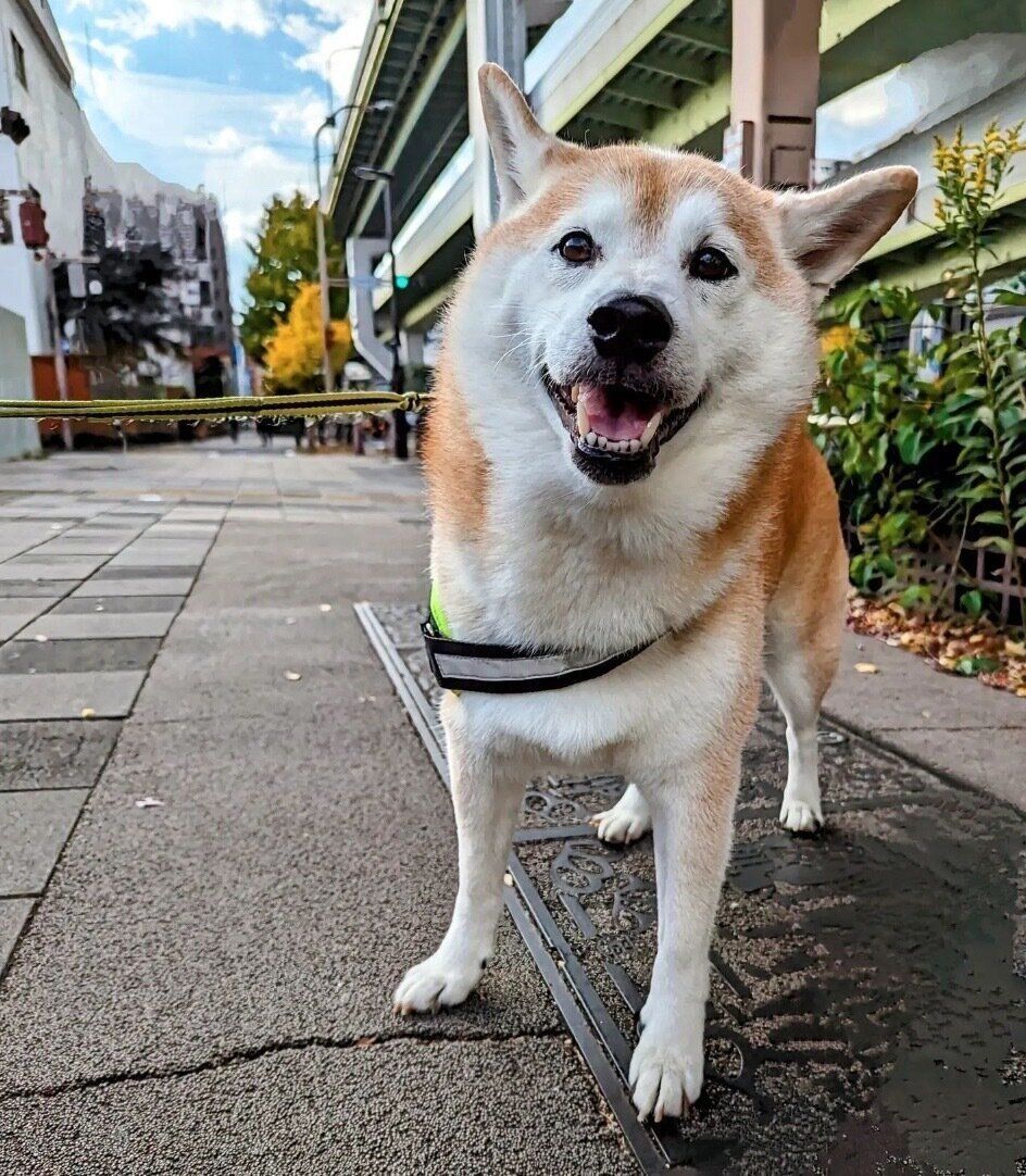 見つめるタロウくん