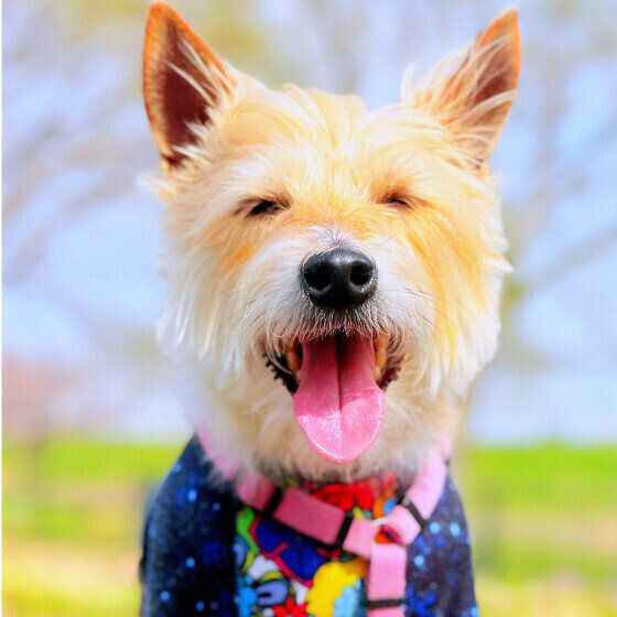 犬のリンパ腫はどんな病気？ リンパ腫の症状や特徴、治療法を獣医師に聞いた ジャック・ラッセル・テリア いぬのきもち