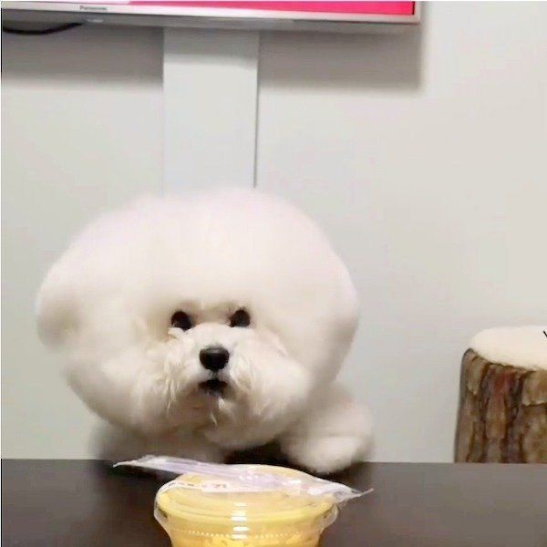 プリンを狙うトイ・プードル