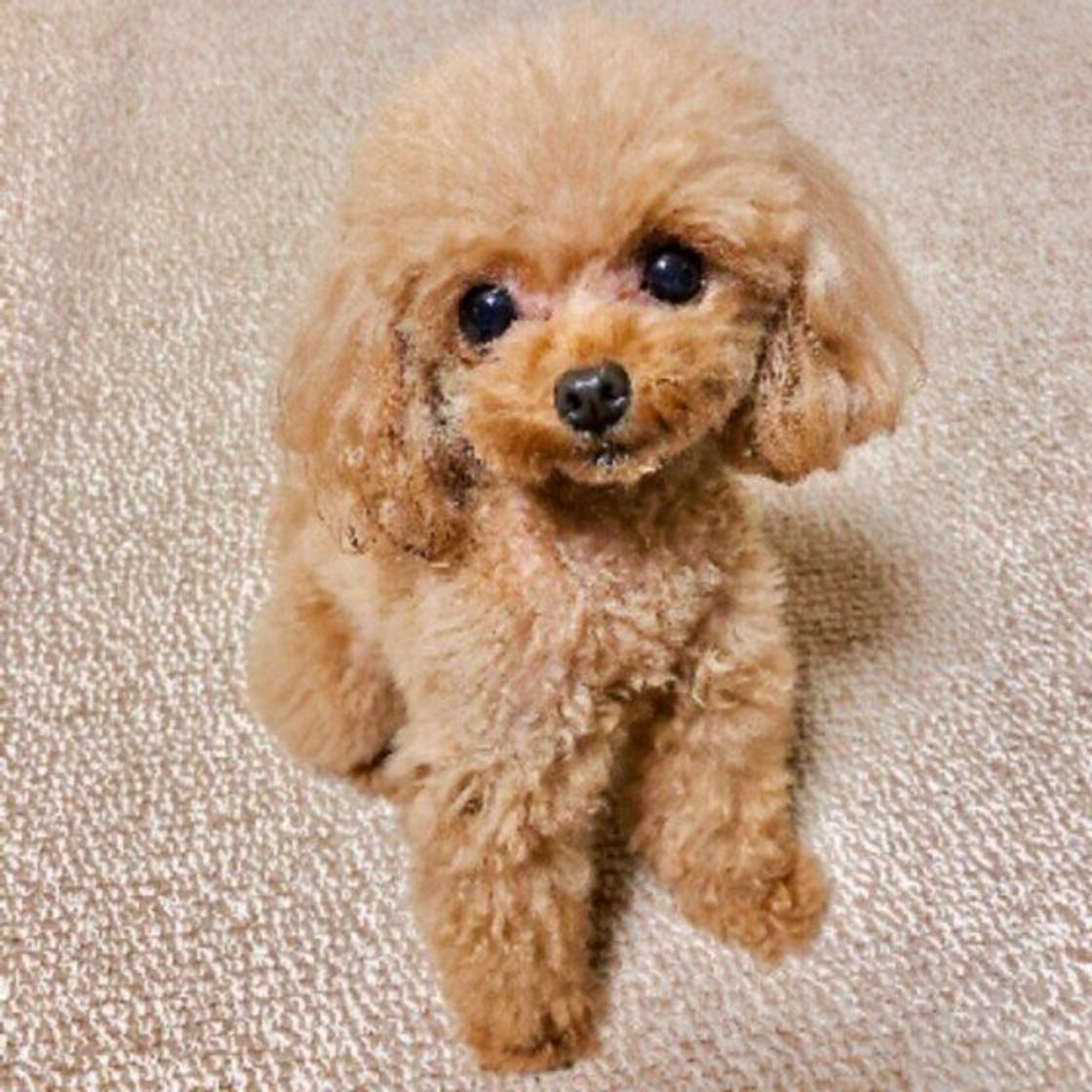 なぜペロペロなめているの 犬が自分の体をなめる理由とは いぬのきもちweb Magazine なぜペロペロなめているの 犬が自分の体をなめる理由とは いぬのきもちweb Magazine