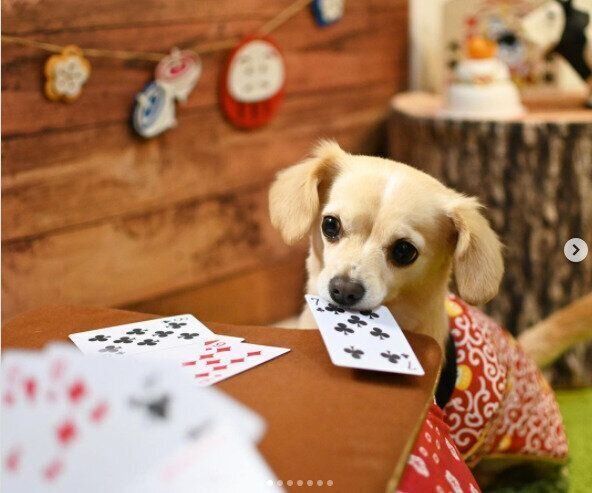 飼い主さんとトランプをするミックスのミミちゃん