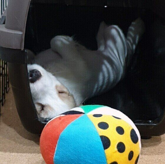 イングリッシュ・コッカー・スパニエルのハヌルくん