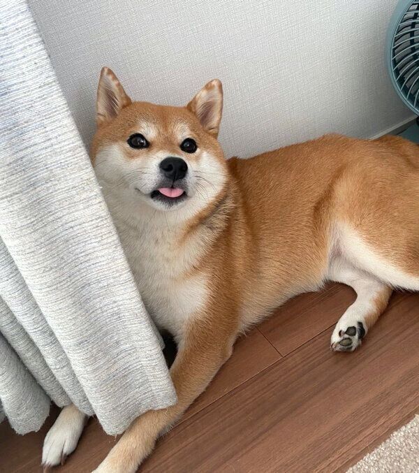 舌をペロッとするひるねちゃん