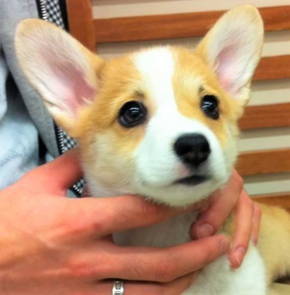 コーギーの子犬