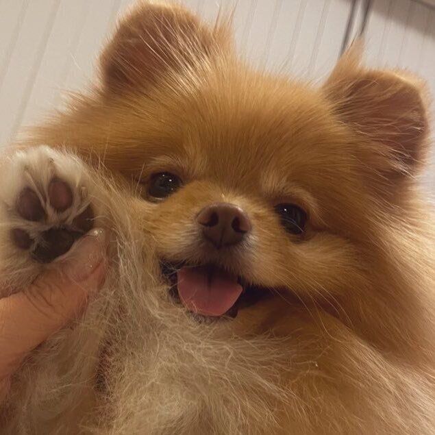 4才のときのこむぎくんの毛色