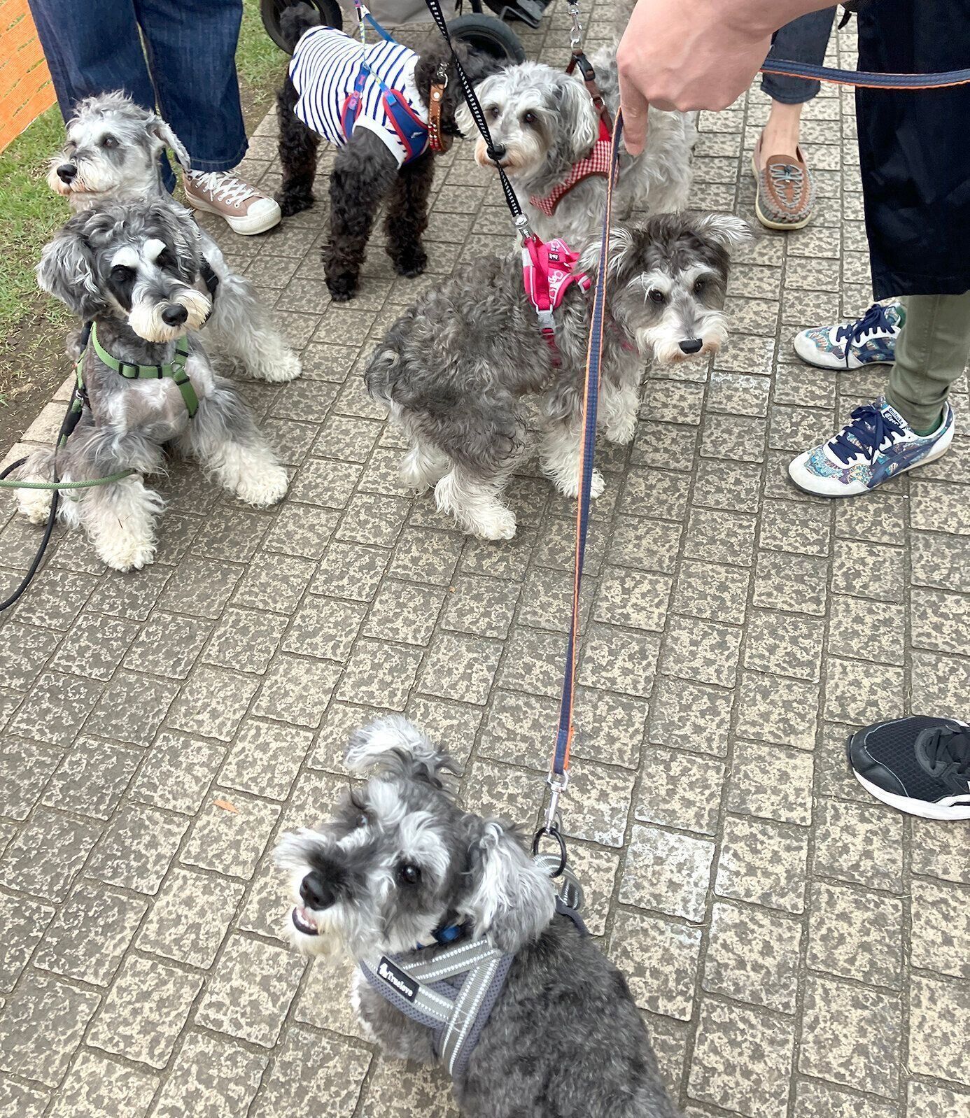 いぬのきもちフェスタ