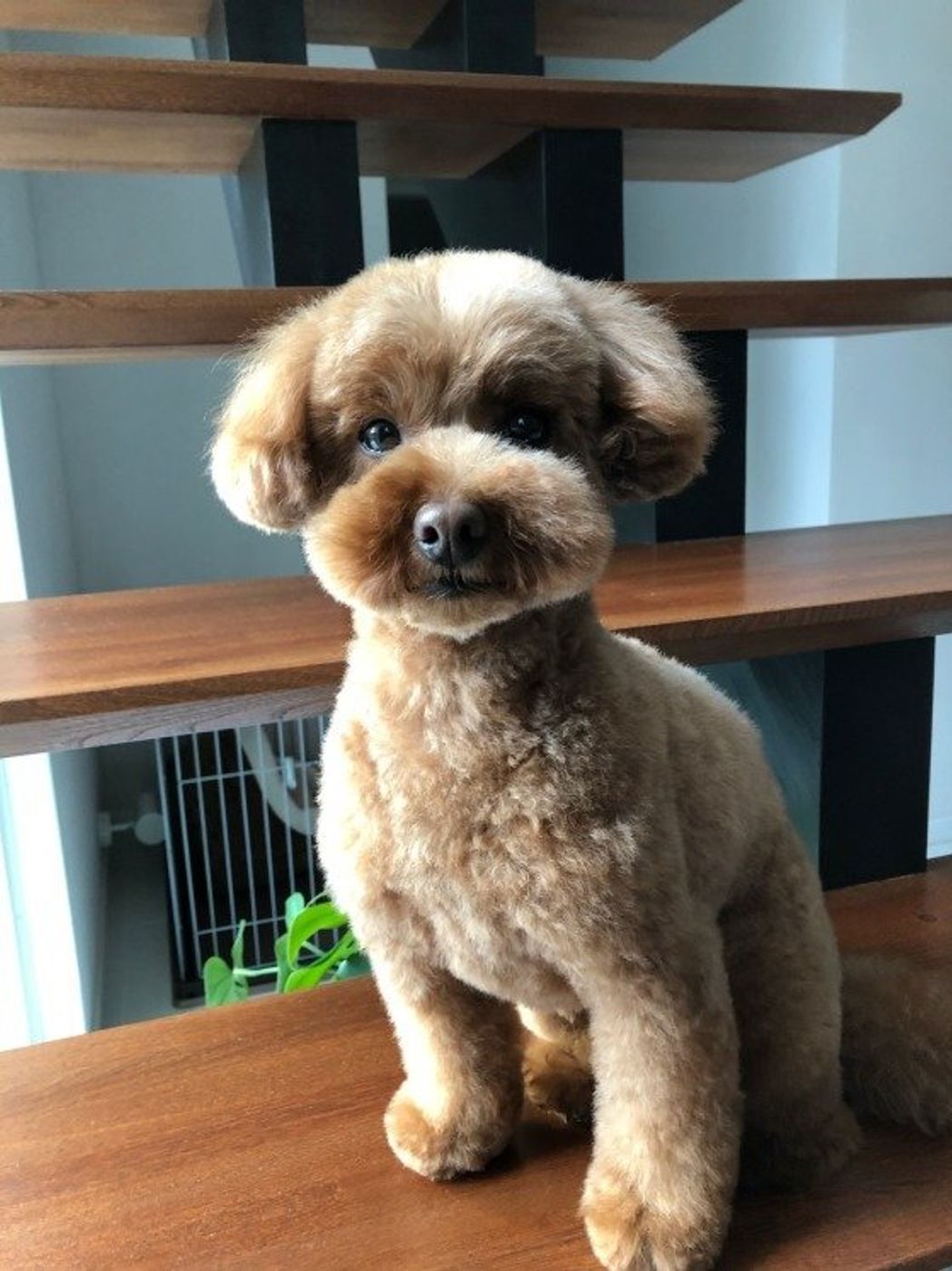 犬はよく吐くっていうけれど 病院に行くべき危険な嘔吐とは いぬのきもちweb Magazine 犬はよく吐くっていうけれど 病院に行くべき危険な嘔吐とは いぬのきもちweb Magazine