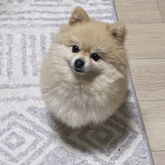 犬の知能はどれくらい？ 犬の『悪知恵』について考える いぬのきもち