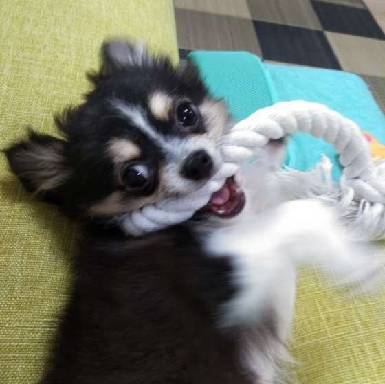 おもちゃで遊ぶチワワ