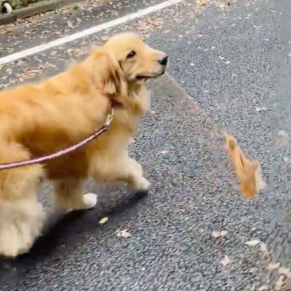 葉っぱをくわえながらお散歩をするコメちゃん