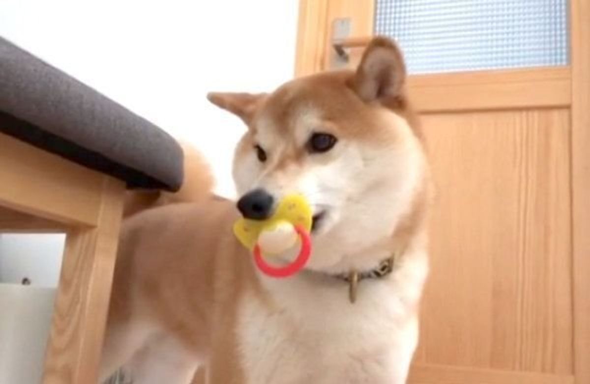 使い方もよくご存じで おしゃぶりを完璧に使いこなす柴犬に爆笑 いぬのきもちweb Magazine 使い方もよくご存じで おしゃぶりを完璧に使いこなす柴犬に爆笑 いぬのきもちweb Magazine