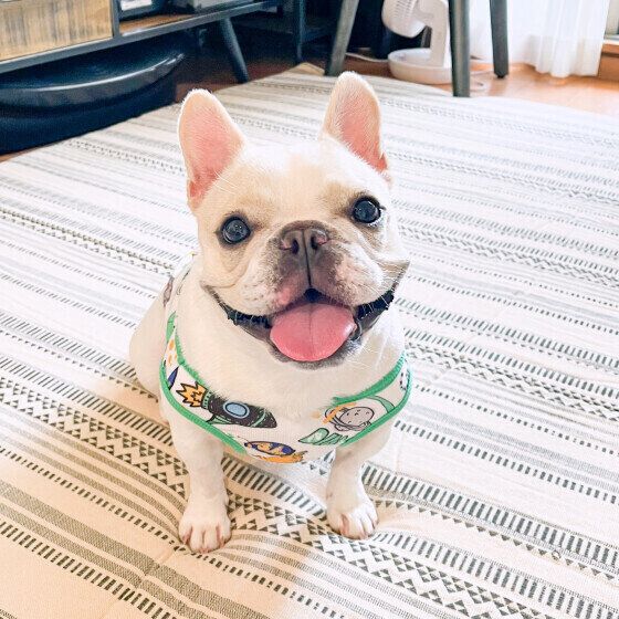 犬の竹串や爪楊枝の誤飲は命に関わることも！ 散歩中の拾い食いや誤飲・誤食の事故を防ぐために知っておくこと いぬのきもち