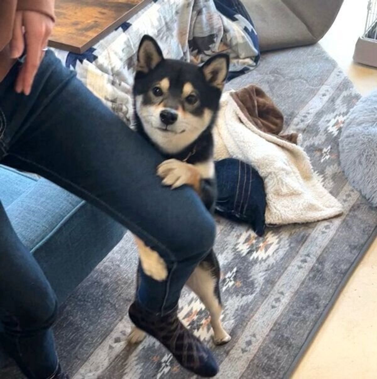 トイレに行こうとする飼い主の足をギュッとホールド 全力阻止 する犬の必死な姿にジワる いぬのきもちweb Magazine トイレに行こうとする飼い主の足をギュッとホールド 全力阻止 する犬の必死な姿にジワる いぬのきもちweb Magazine