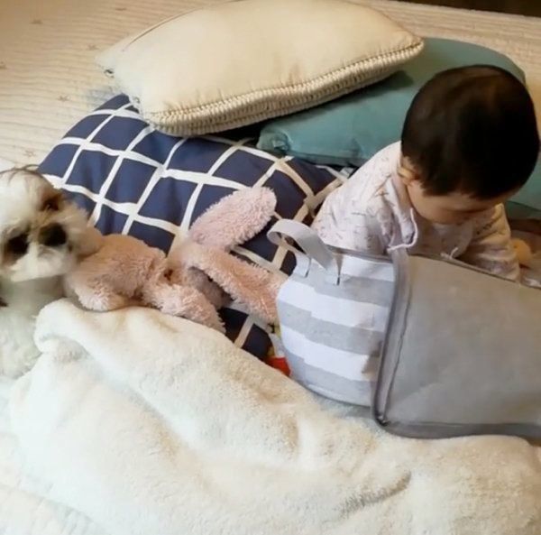 シー・ズーの小梅ちゃんと妹のももちゃん