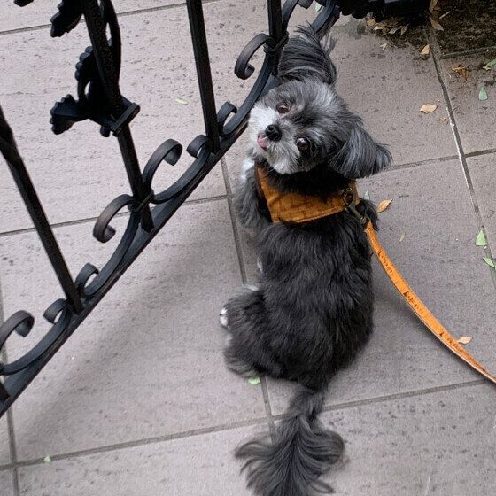 散歩から帰ってきたMix犬