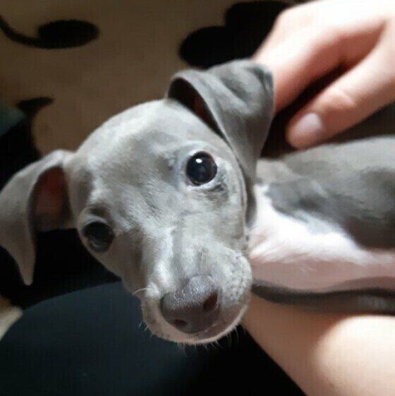 子犬のイタリアン・グレーハウンド