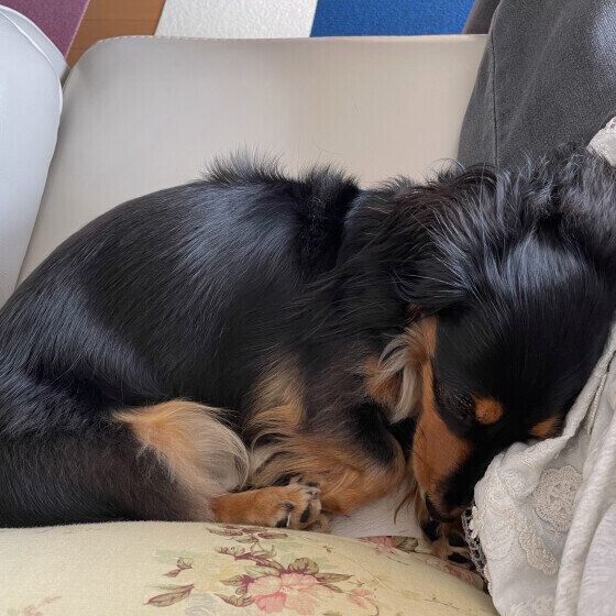 ミニチュア・ダックスフンドのあんちゃん