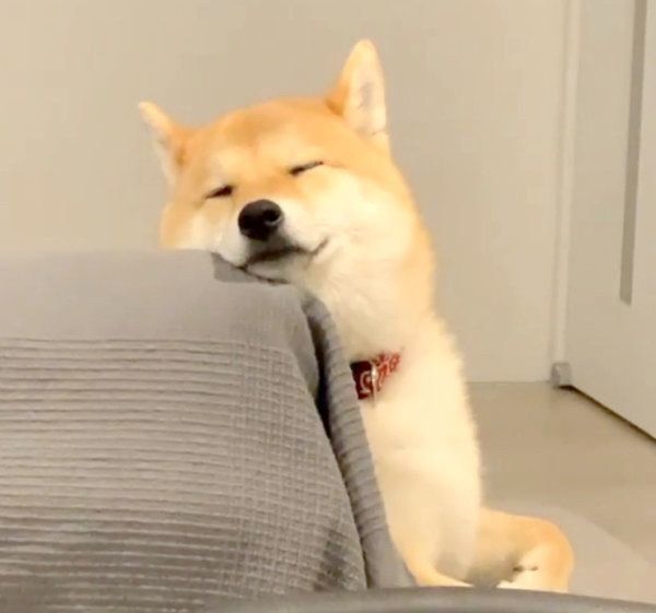 お仕事中の飼い主さんを見守る味噌ちゃん