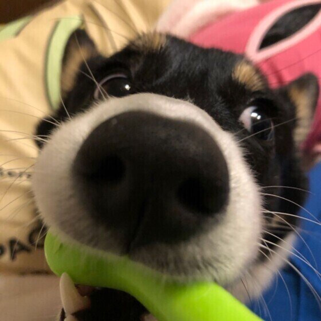 犬に鼻毛はないが 鼻くそ ってつくの 犬の不思議な生態 いぬのきもちweb Magazine 犬に鼻毛はないが 鼻くそ ってつくの 犬の不思議な生態 いぬのきもちweb Magazine