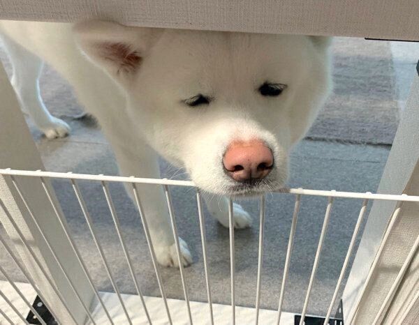 柵の上に顔を乗せるもんたろうくん