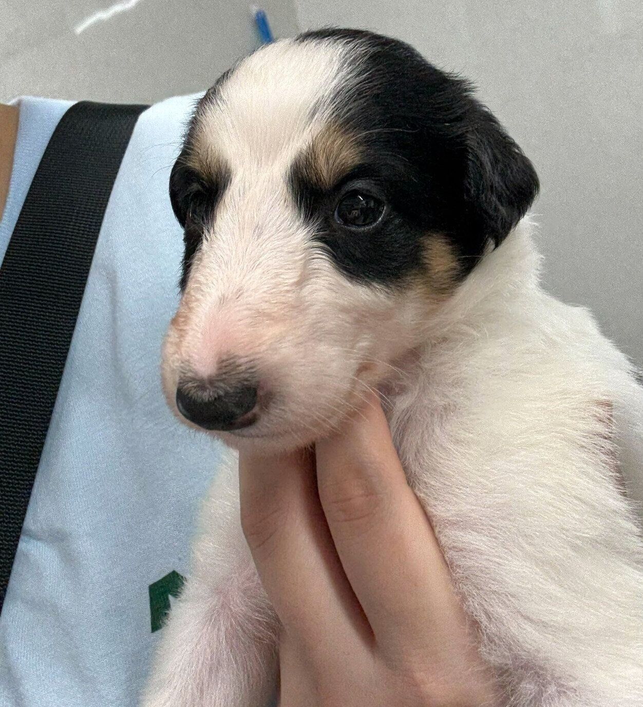 生後1カ月のころに撮影したシュカちゃん